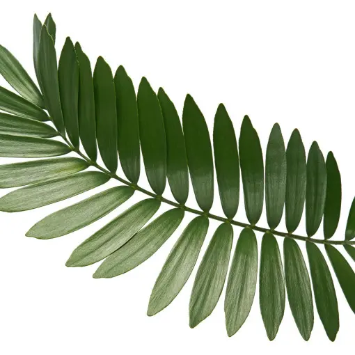 Zamia furfuracea / Sagowiec jamajski