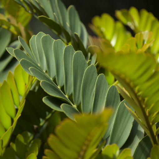 Zamia furfuracea / Sagowiec jamajski