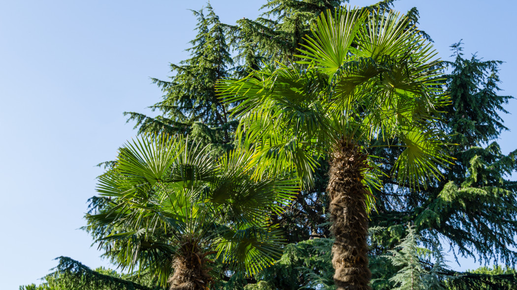 Szorstkowiec Fortunego Trachycarpus fortunei