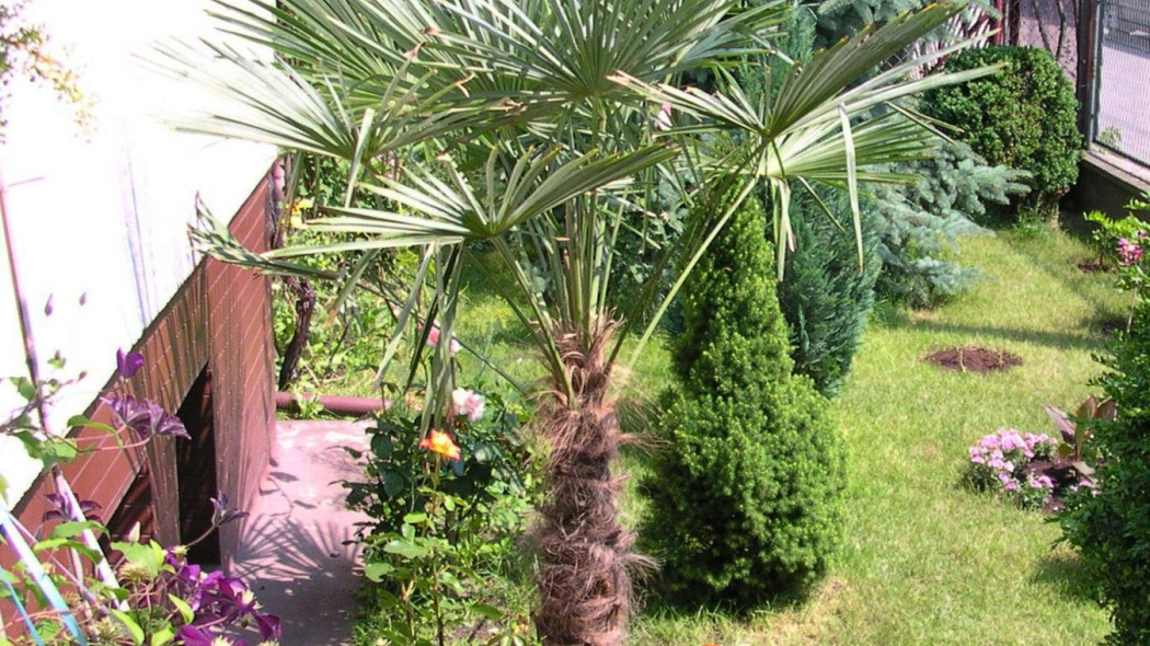 Szorstkowiec Fortunego Trachycarpus fortunei w ogrodzie