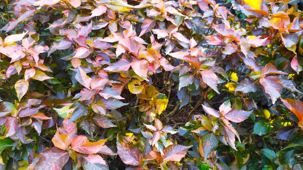 Pokrzywiec Wilkes Acalypha wilkesiana