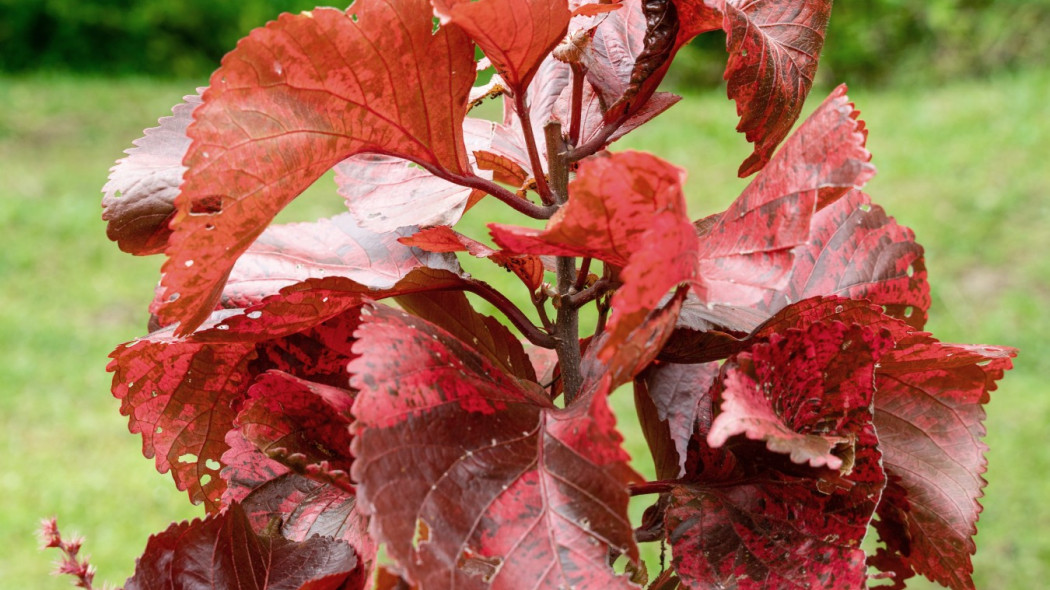 Pokrzywiec Wilkes Acalypha wilkesiana