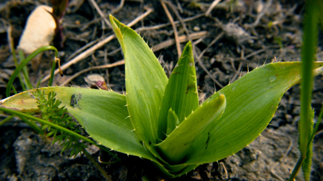 Mikolajek jukkolistny Eryngium yuccifolium