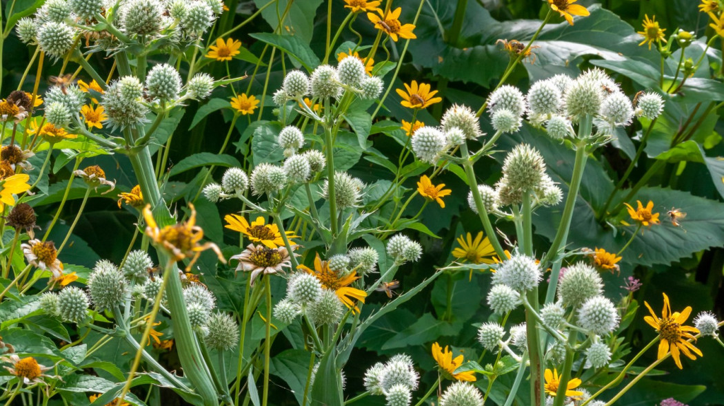 Mikolajek jukkolistny Eryngium yuccifolium