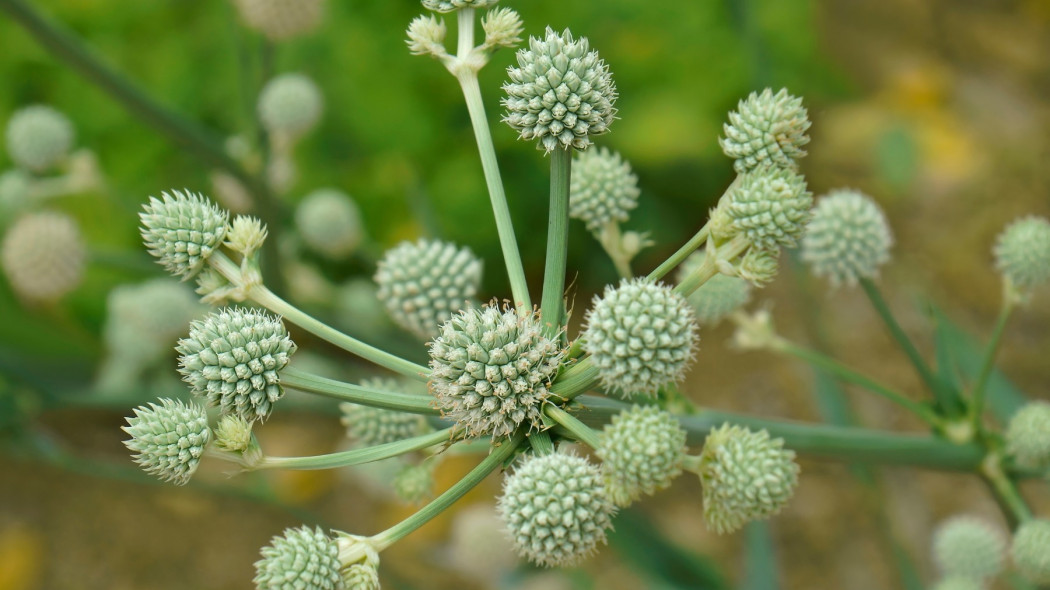 Mikolajek jukkolistny Eryngium yuccifolium