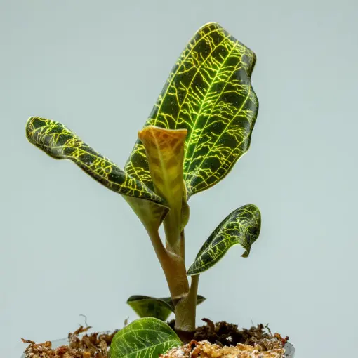 Macodes petola