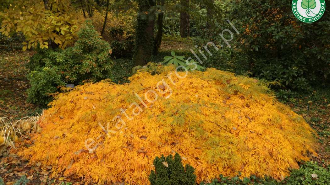 klon palmowy Acer palmatum Dissectum Fot. Grzegorz Falkowski ZSzP