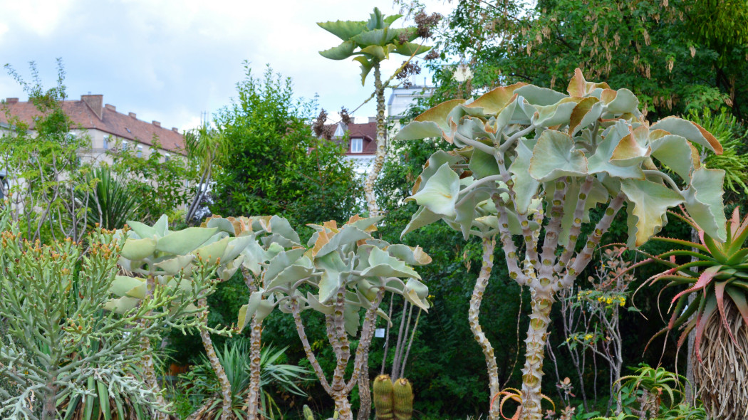 Kalanchoe beharensis aksamitne ucho slonia