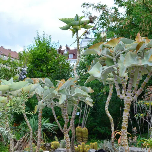 Kalanchoe beharensis