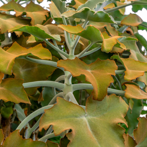 Kalanchoe beharensis