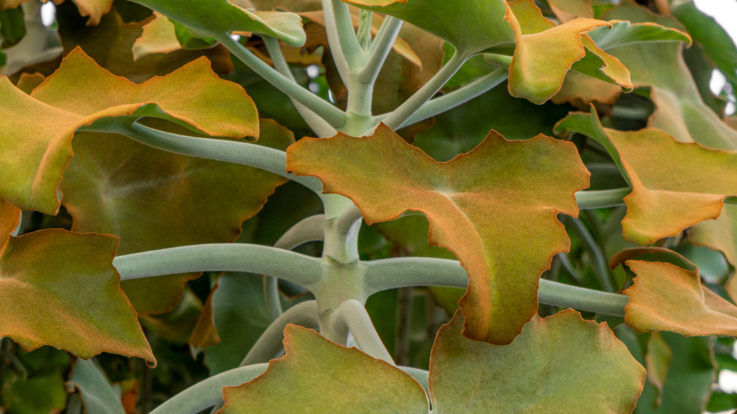 Kalanchoe beharensis aksamitne ucho slonia