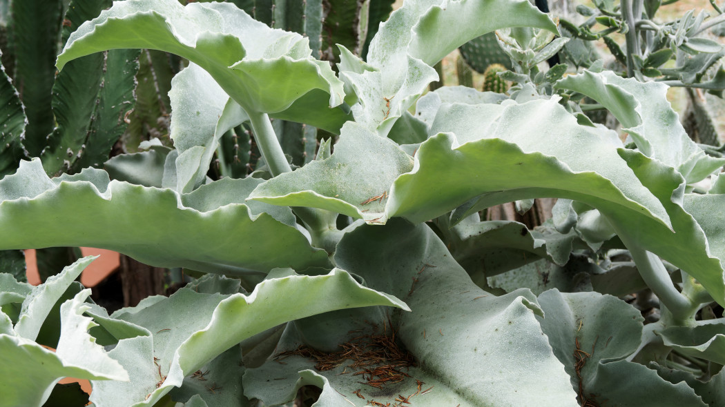 Kalanchoe beharensis aksamitne ucho slonia