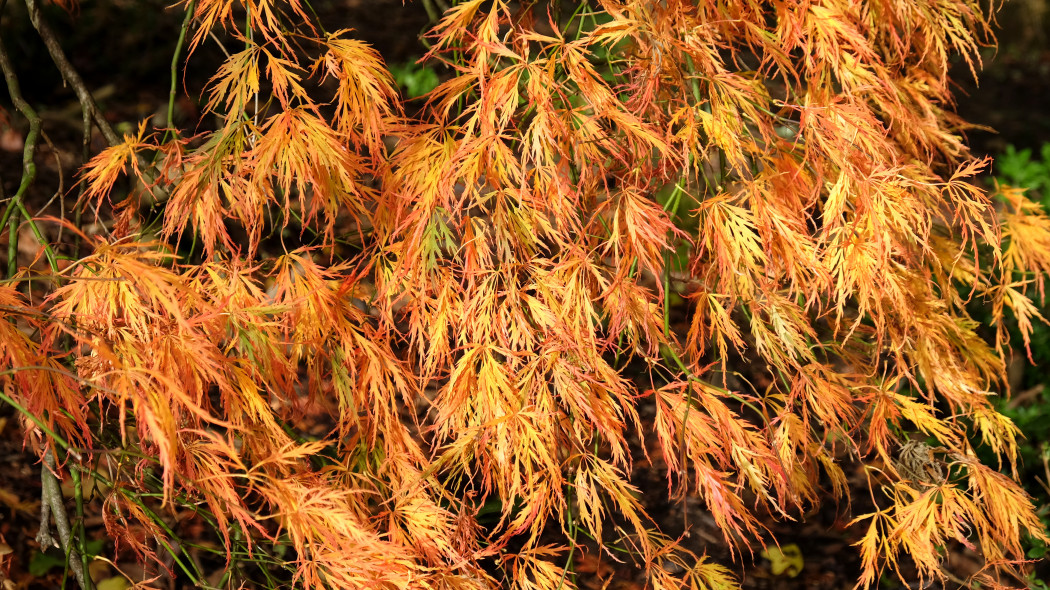 Klon palmowy Dissectum Acer palmatum, fot. AdobeStock_466667474