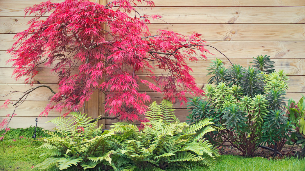 Klon palmowy Dissectum Acer palmatum, fot. AdobeStock_58212569