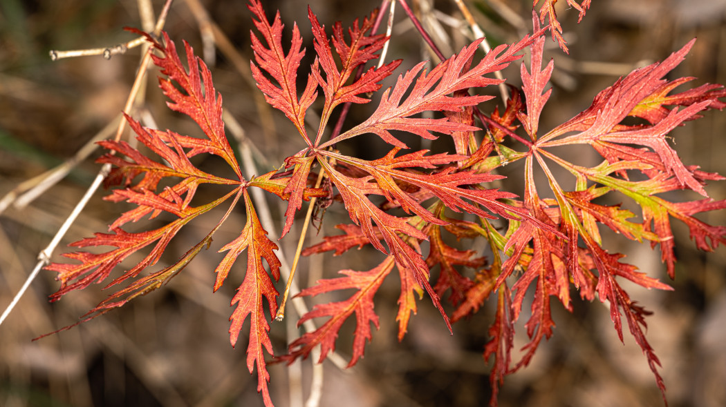 Klon palmowy Dissectum Acer palmatum, fot. AdobeStock_512853404