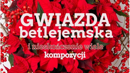 Szukasz pomysłów na bożonarodzeniowe aranżacje? Ta roślina to klucz do świątecznej atmosfery