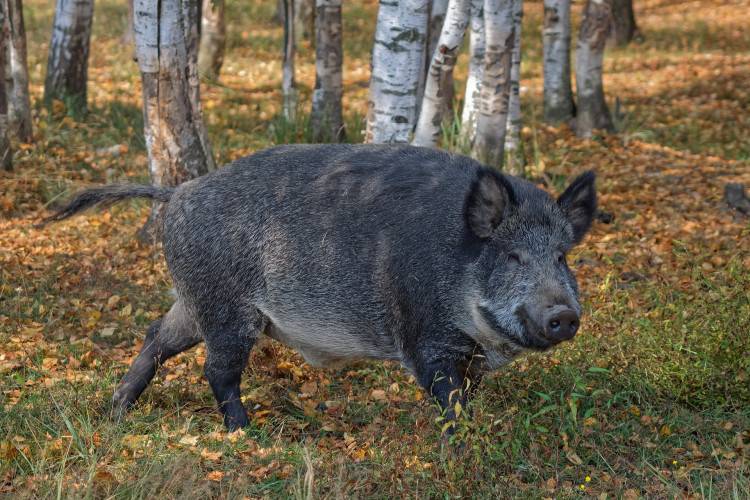 Quiz – czy wiesz, jakie to zwierzę? pytanie 10