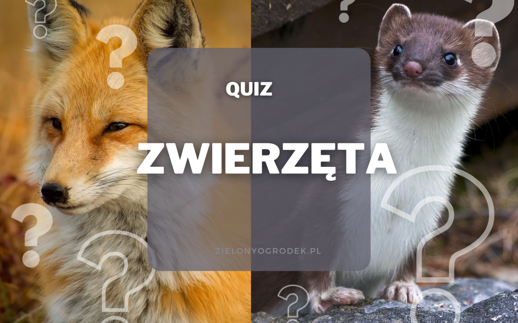 Quiz – czy wiesz, jakie to zwierzę?