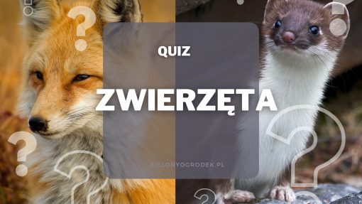 Quiz – czy wiesz, jakie to zwierzę?