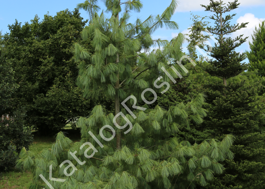 sosna himalajska Pinus wallichiana Fot. Grzegorz Falkowski