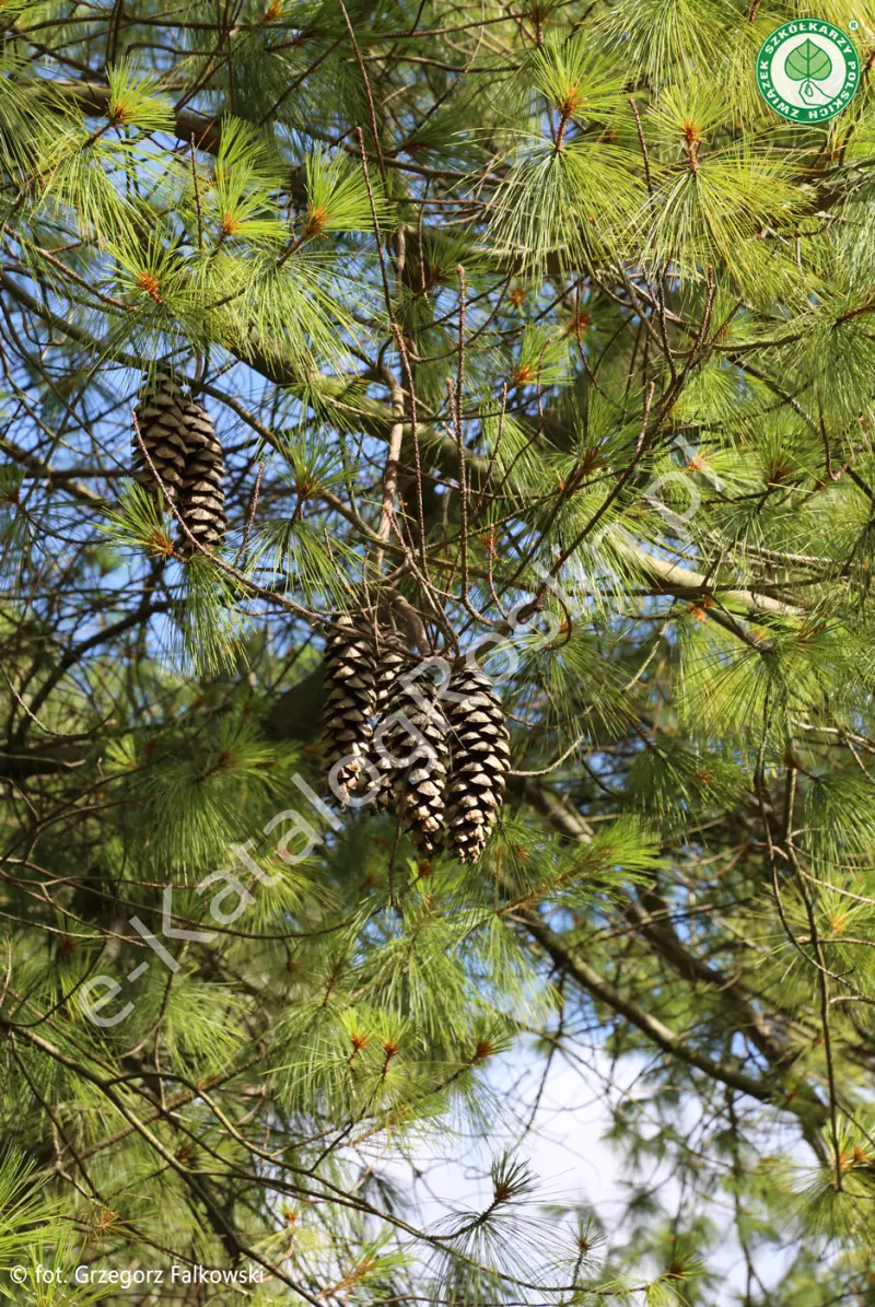 sosna himalajska Pinus wallichiana