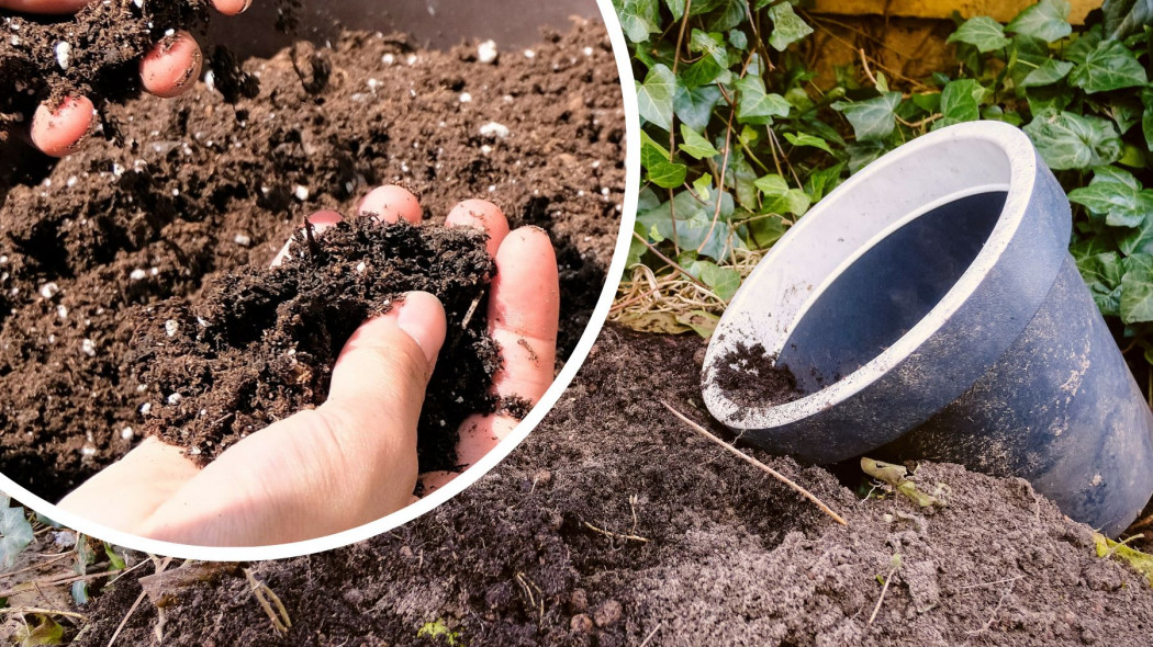 Co zrobić ze starą ziemią z doniczek uzyj ponownie jak odkazac