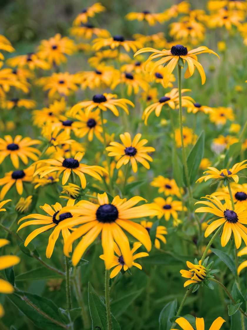 Rudbekie TOP 5 dlugo kwitnacych bylin, AdobeStock_127697888