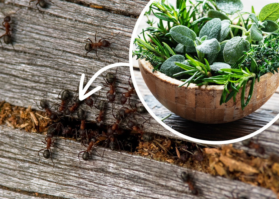 Te rośliny odstraszą mrówki równie skutecznie