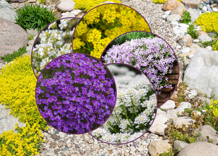 wiosenna piątka skalna czyli 5 najpopularniejszych bylin na skalniaki