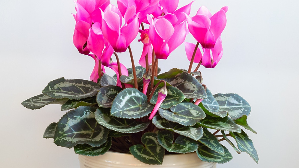 Cyklamen perski Cyclamen persicum, katalog roslin