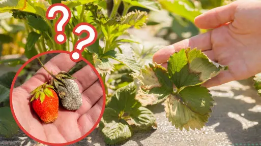 Problemy truskawek: Dlaczego truskawki słabo rosną, nie kwitną i marnie owocują?
