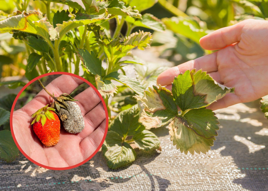 Problemy truskawek dlaczego slabo rosna i owocuja