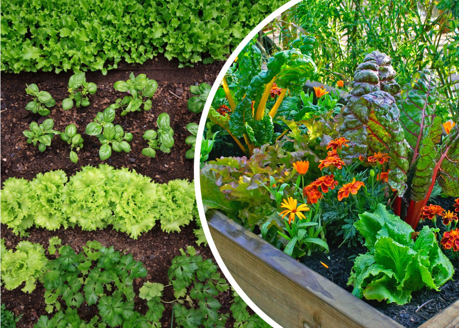 Co posadzić obok warzyw Jak łączyć warzywa i rośliny ozdobne na rabacie