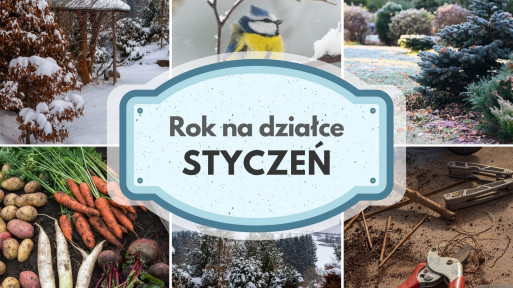 Styczeń na działce w ROD | Co warto sprawdzać, siać i zaplanować?