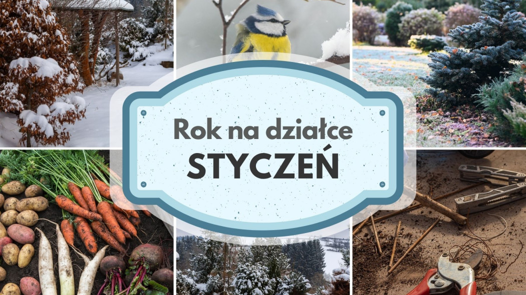 12 miesięcy na dzialce w ROD Styczen co robic