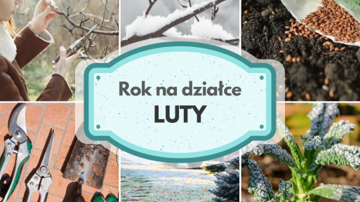 Luty na działce w ROD | Które rośliny można już przyciąć i co wysiewać?