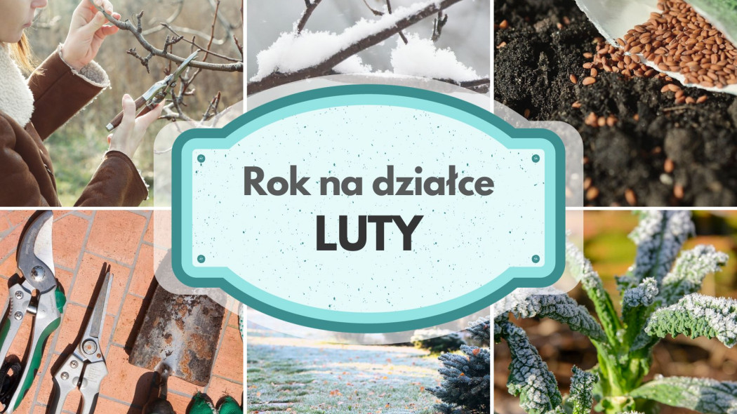 12 miesięcy na dzialce w ROD Luty co robic