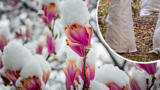 Zimowanie magnolii | Czy Twoja magnolia przetrwa mrozy? Oto najlepsze sposoby na jej ochronę