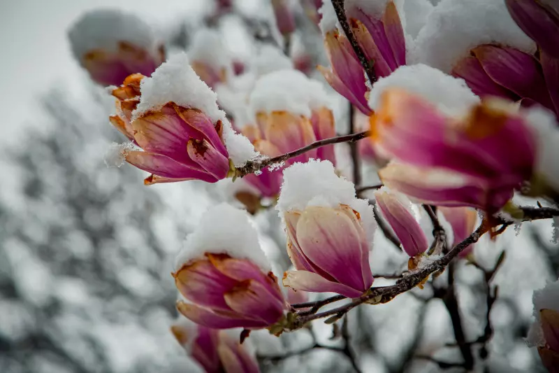 Kwiaty magnolii uszkodzone przez mróz i śnieg