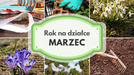 Marzec na działce w ROD | Jak siać i sadzić oraz zadbać o zdrowie roślin?