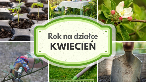 Kwiecień na działce w ROD | Co robić i wysiewać, by mieć piękne kwiaty i duże plony?