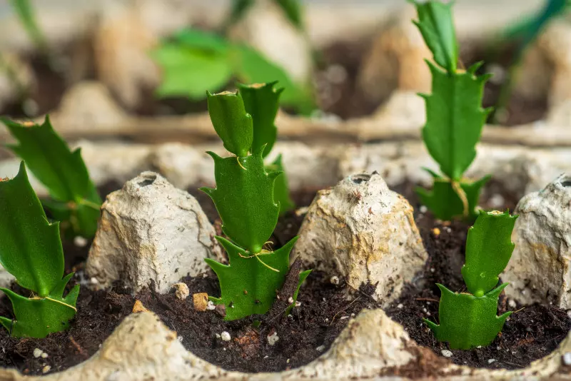 Ukorzenianie sadzonek grudnika w wytłoczkach po jajkach - metoda rozmnażania zero waste