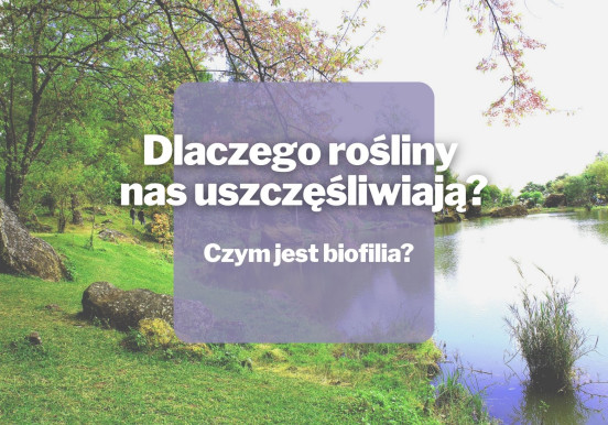 Czym jest biofilia? Dlaczego rośliny nas...
