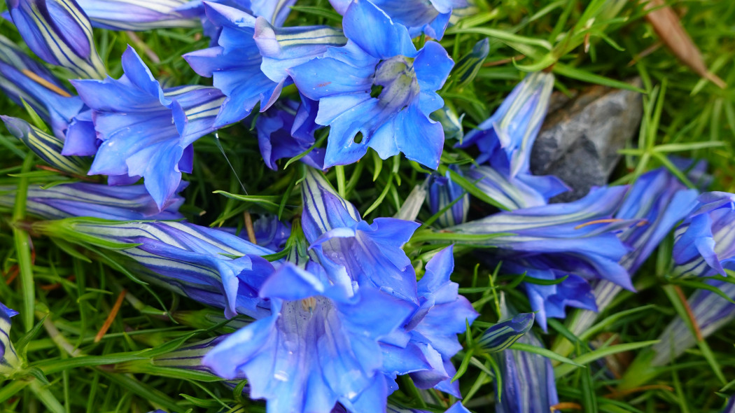 Goryczka chińska Gentiana sino-ornata