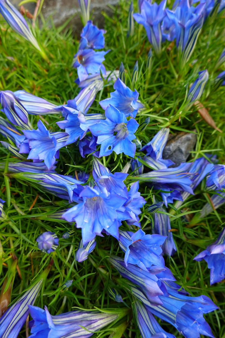 Czy Goryczka Chi ska Jest Dobra Na Rabaty Odkryj Tajniki Piel gnacji 