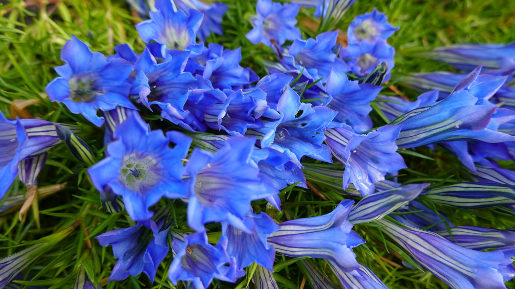 Goryczka chińska Gentiana sino-ornata