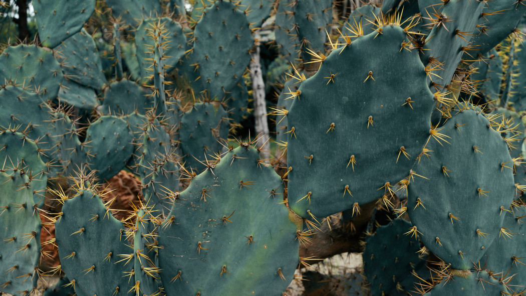 Opuncja Opuntia