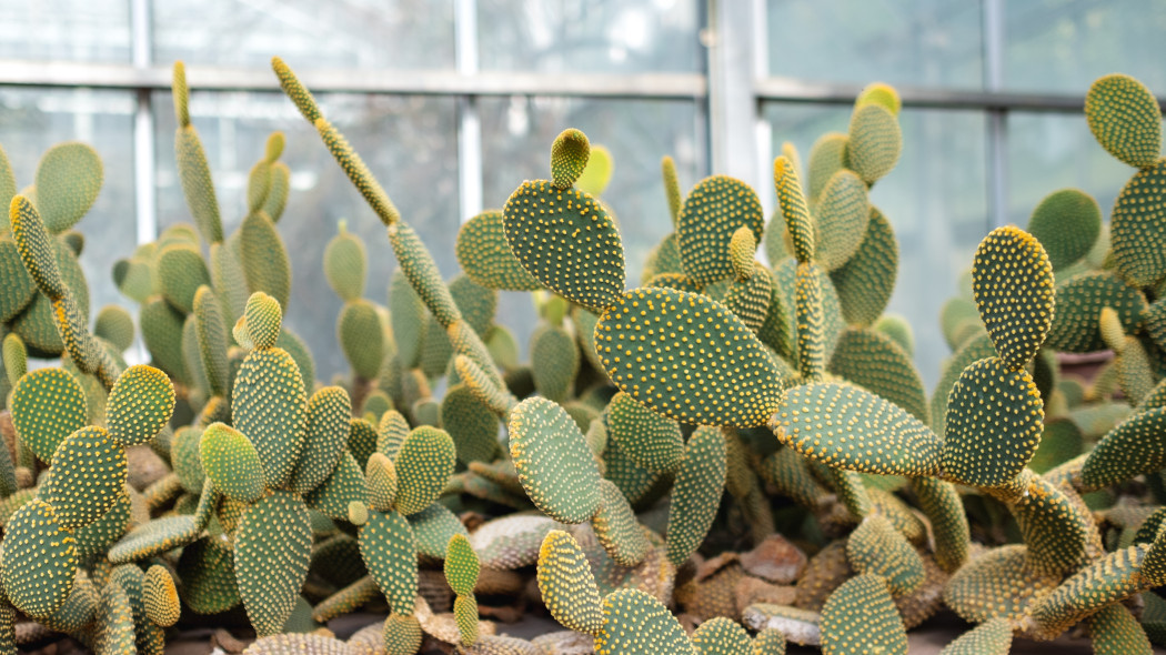 Opuncja drobnokolczasta Opuntia microdasys