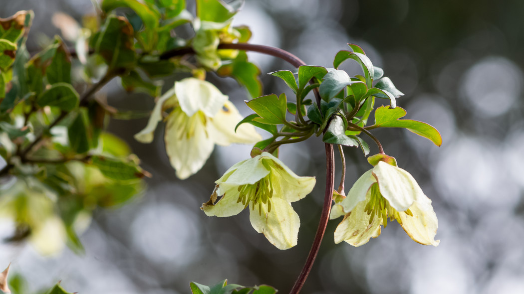 Powojnik wasaty Clematis cirrhosa, fot. 