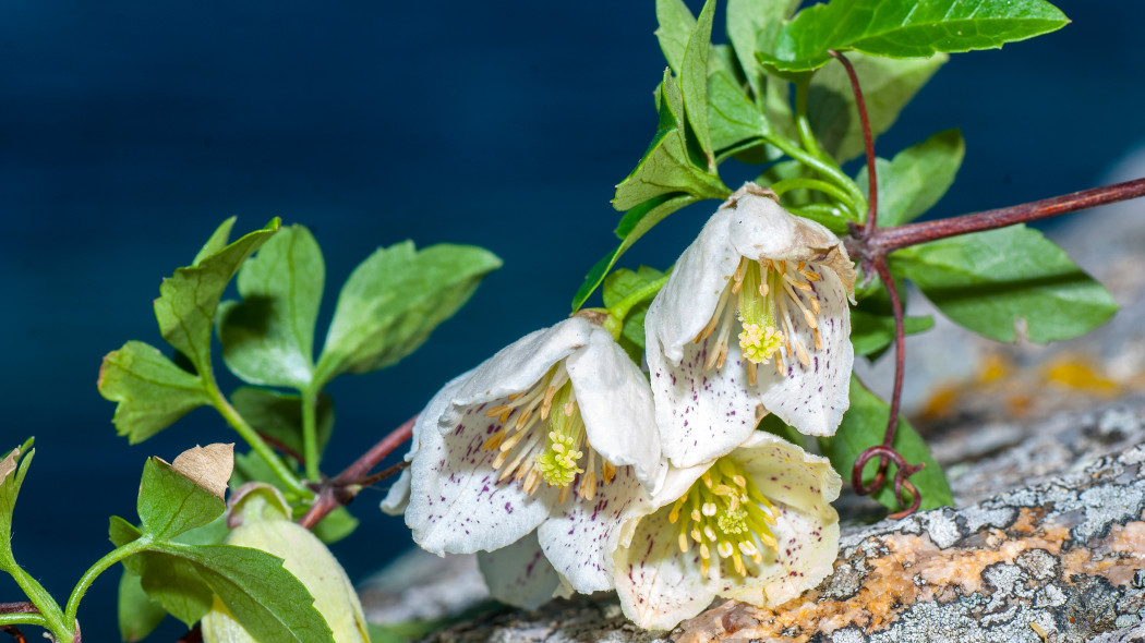 Powojnik wasaty Clematis cirrhosa